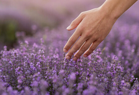 Lavender Flower